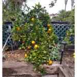 Cloud Farm Healthy Darjeeling Orange Healthy Plant Healthy Grafted Hybrid Plant Pack of 1 CF_1671