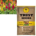 Trustbasket Multicolor Celosia Plumosa Flowers Seeds (1)