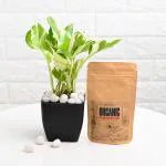 FlowerAura Air Purifying Live Indoor White Pothos Plant In Plastic Blossom Pot With Manure For Living Room, Balcony, Bedroom, Home/ Office Decor, Birthday Gift, Anniversary Gift, Diwali Gift