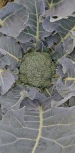 Tamransh Iris Hybrid Seeds Broccoli Seed, 30