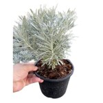 Ashokavanam Crossostephium Medicinal Herb Plant (Chinease Wormwood)