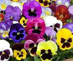 PARYAVARAAN Pansy Flower Seeds Hybrid - Pansy Seeds Hybrid - Pansy Flower Plant Live for Home Gardening pack of 50 seeds