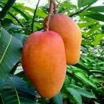 GREEN LINE Nursery Rare Carabao Mango Grafted 1 Hybrid Healthy Live Plant for Outdoor Garden Plant (Pack of 1)