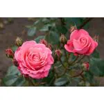 Cloud Farm Rose Plan Baby Pink Paneer Rose Plant Indian Fragrant Rose Plant Chillatai Rose Scented Rose Plant (Pack OF 1),CF_R52