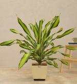 UGAOO Draceana Dara Singh Natural Live Indoor Plant With Pot (Extra Large)