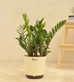UGAOO ZZ Zamia Natural Live Indoor Plant - Large