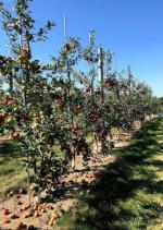 Cloud Farm Hybrid Sunehari Yellow Apple Plant - 200 mm CF1651