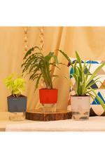 Kyari Multicolor Combo of Green Plants with Self Watering Pots 10 x 10 x 20cm (Pack of 3)