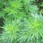 Plantzoin Indian wormwood Majtari Artemisia indica Dayana Live Plant
