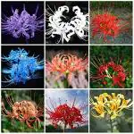 PARYAVARAAN Lycoris Lily/Spider Lily Bulb Summer Season For Home Gardening pack of 20 bulbs