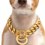 SUPER CHAIN Dog Collar & Chain (Large, golden)