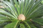 Plantzoin Sago palm Sago Cycad Cycas revolute Cycas Live Plant