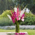 Cypress Gladiolus/sword lily flower bulbs (Multicolour, 15 Bulbs | Fragrant Flower Plants Seeds for Home Gardening | Bulbs for Indoor Home Decor | Flowering Bulbs | Fresh Bulbs for Flower Pots)