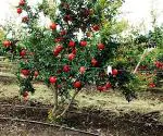 Baishnab Pomegranate PlantBedana Plantanar