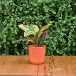 Plantlane Ribbed Ceramic Medium Size Pot For Plants, Indoor/Outdoor, Home Decor, Floor Planter (Orange)