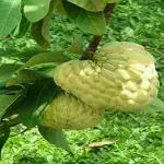 GREEN LINE Apple Live Plant, Sitafal Plant, Annona squamosa, Sugar Apple Plant (Kalam Plant)