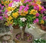 Heaven Of Saplings Bougainvillea Plant (Pack of 1)