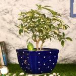 Justoriginals Casket Design with Dot Print Big Ceramic Flower Pot(Color:Navy Blue) Plant Container Set (Ceramic)