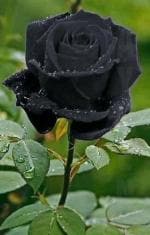 Cloud Farm Hybrid Black Rose Plant- 200 mm CF8003611