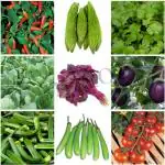 SimXotic Seeds Combo of Seeds - 9 Types of Vegetables Seeds Leafy| Organic| GMO-Free Seeds
