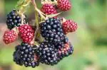 Online Plant Bazar Black Hybrid Sweet Berry Fruit Dwarf Variety Live Plant