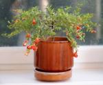 Cloud Farm Hybrid Kazake Pomegranate Plant - 200 mm CF1018