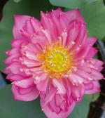 Indian Gardens Lotus Live Plant Rare Ruthara code 55