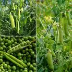 JIGNISHA SEEDS Green Peas / Vatana Hara Vegetable Seeds Pack Of 30