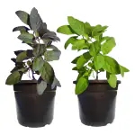 HN Organics Basil Plant Bundle (Rama Tulsi & Krishna Tulsi) with Pot (Mini Pot)