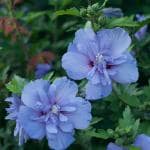 ONLINE PLANT BAZAR BLUE HIBISCUS /GUDHAL FLOWER PLANT(PACK OF-1)