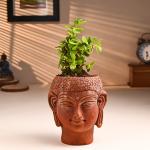 FlowerAura Air Purifying Live Indoor Jade Plant In Buddha Idol Terracotta Pot For Living Room, Balcony, Bedroom, Home/ Office Decor, Birthday Gift, Anniversary Gift, Diwali Gift & Occasions Gift