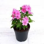 Sadabahar/Shavam Nari/Sadafuli/Nayanthara/Periwinkle/Vinca/Catharanthus Roseus Beautiful and Decorative Flower with mini pot