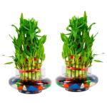 PHULWA 3 Layer Lucky Bamboo Plant In Cylindrical Glass Vase With Multicolor Stones (Set Of 2)