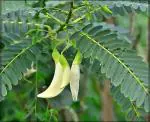 HariGuru (Bokful White) Sesbania grandiflora West Indian Pea Katurai Vegetable Grandiflora Agastya Hummingbird Bokful Tree Pack of 1 Healthy Live Plant (Without Pot)