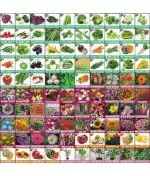 Flare Seeds 100 Types of Combo Seed 5500 Per Packet