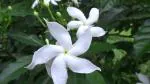 Online Plant Bazar White Crepe Jasmine, Chandni Flower Tagar Live Plant