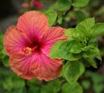 Greenery Nursery Hibiscus Plant (Hybrid, Pack of 1)