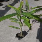 PLATONE Amla Plant_amla plant gbfuys pai(y337