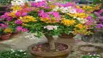 Platone Baugainvillea Plant Bougainvillea Plant/ Kagaj Flower Live Plant [FP588]