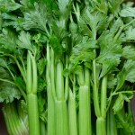 JIGNISHA SEEDS Celery Vegetable Seeds For Rainy Season Pack Of 100
