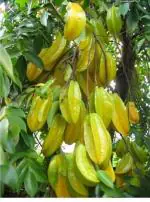 Cloud Farm Hybrid Thai Alltime Star Fruit Carambola Grafted Plant - 200 mm CF_O53