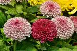 PARYAVARAAN Seeds-Chrysanthemum Flower Seeds Hybrid Seeds - Chrysanthemum Flower Seeds All Colours - Chrysanthemum Flower Live Plants - Chrysanthemum Flower Seeds Mixed pack of 100 seeds