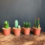 My Party Suppliers Artificial Decorative Cactus in Brown Ceramic Pot Bonsai Tropical Succulent Plant Potted on The Desk