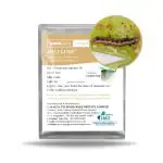 GAIAGEN Heli Lure - Pheromone Lure for American Bollworm (Helicoverpa armigera) | Pack of 10 | (Does not Include Traps)