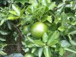 Plantzoin Citron Turanj Citrus medica Tabha-lembu Live Plant