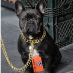SUPER CHAIN GOLD Heavy Weight Diamond Cut Heavy Duty Dog (MEDIUM) Gold Chain 160 cm Dog Chain Leash (Gold)