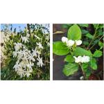 CooPany Combo Adukku Malli Poo Plant and Nithya Malli Poo Plant Live Plants Pack of 2 Live Plants With Safe and Secure Packing