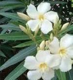 Globalplants white oleander/white Nerium/ oleander/karabi flower plant o
