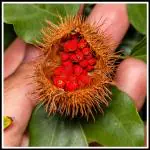 Shivnami Bixa Orellana Plant Seeds For Planting - Sindoor Plant, Lipstic Plant, Achiote, Latkan, Senduri - Pack Of 100