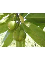 Odiplantz Elephant apple 6 Months Old Live Plant